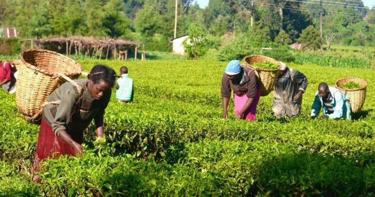 Importance of Agriculture